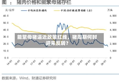 能繁母猪逼近政策红线，猪周期何时迎来反转？-第2张图片