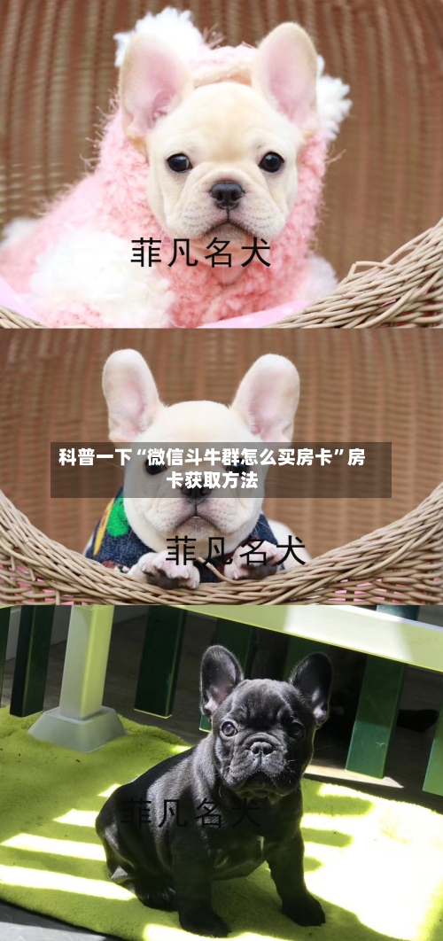 科普一下“微信斗牛群怎么买房卡”房卡获取方法-第2张图片