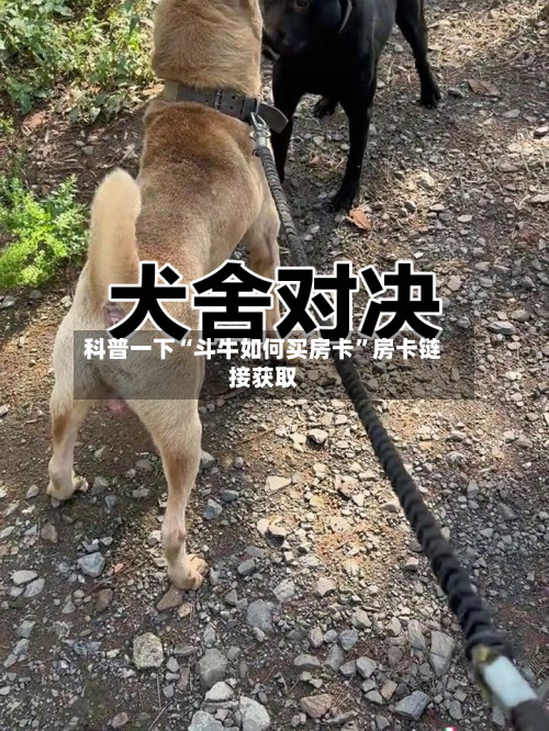 科普一下“斗牛如何买房卡”房卡链接获取