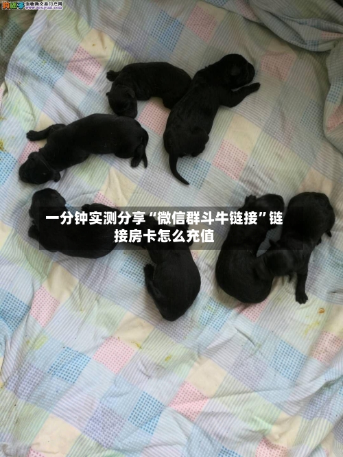一分钟实测分享“微信群斗牛链接”链接房卡怎么充值-第3张图片
