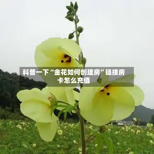科普一下“金花如何创建房	”链接房卡怎么充值-第2张图片