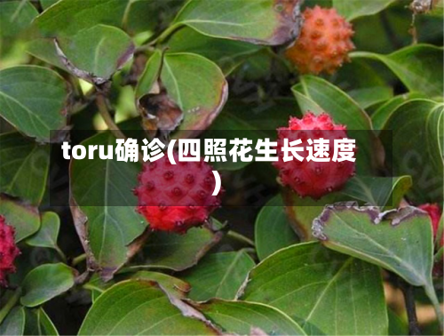 toru确诊(四照花生长速度)-第2张图片