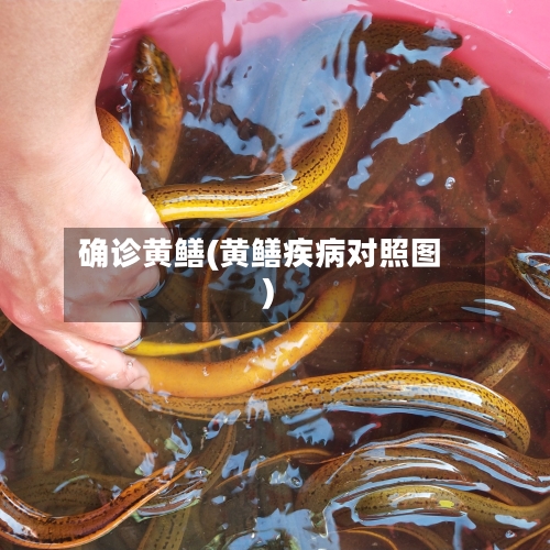 确诊黄鳝(黄鳝疾病对照图)-第3张图片