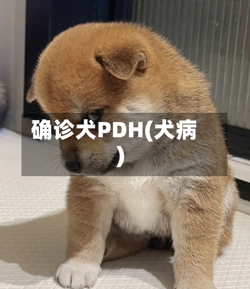 确诊犬PDH(犬病)