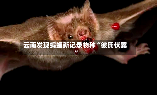 云南发现蝙蝠新记录物种“彼氏伏翼”-第2张图片