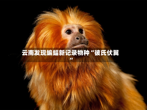 云南发现蝙蝠新记录物种“彼氏伏翼	”-第3张图片