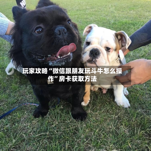 玩家攻略“微信跟朋友玩斗牛怎么操作	”房卡获取方法-第3张图片