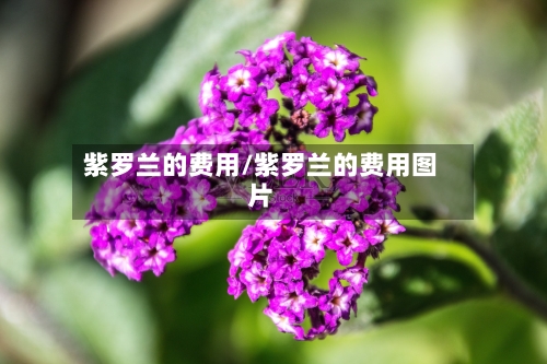 紫罗兰的费用/紫罗兰的费用图片