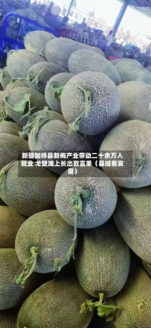 新疆伽师县新梅产业带动二十余万人就业 戈壁滩上长出致富果（县域看发展）-第2张图片