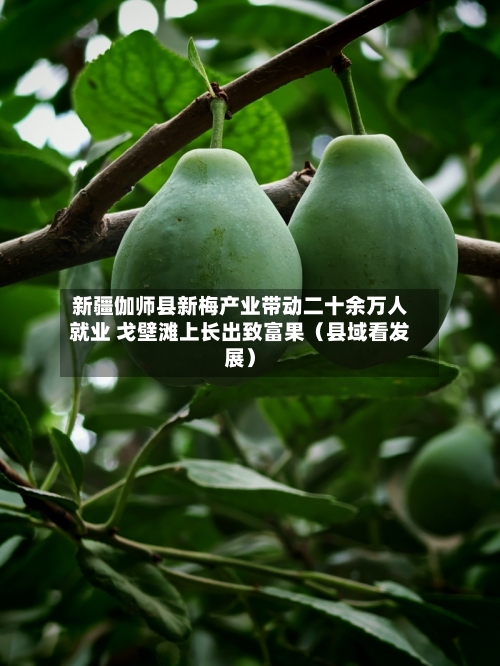 新疆伽师县新梅产业带动二十余万人就业 戈壁滩上长出致富果（县域看发展）-第3张图片