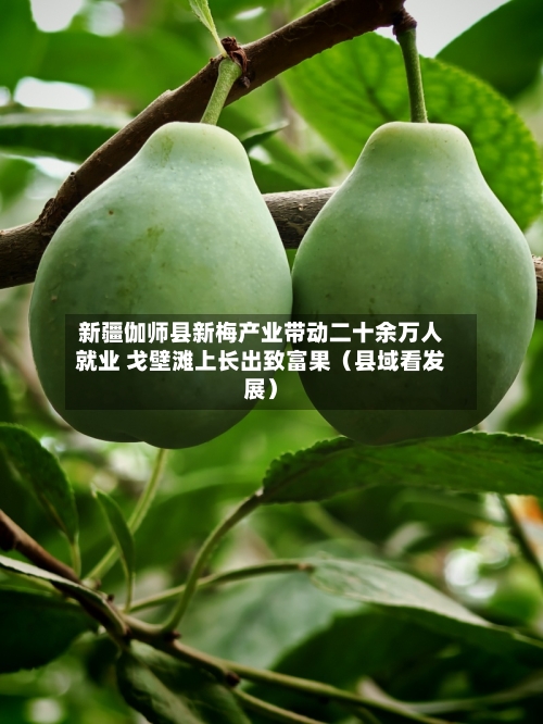 新疆伽师县新梅产业带动二十余万人就业 戈壁滩上长出致富果（县域看发展）