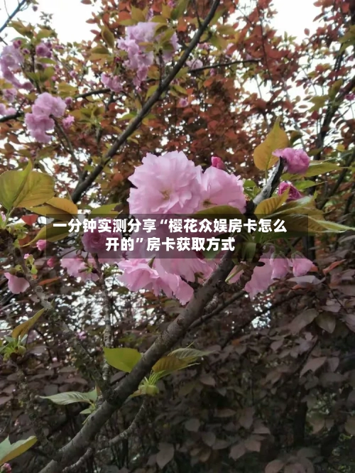 一分钟实测分享“樱花众娱房卡怎么开的”房卡获取方式