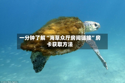 一分钟了解“海草众厅房间链接	”房卡获取方法-第2张图片