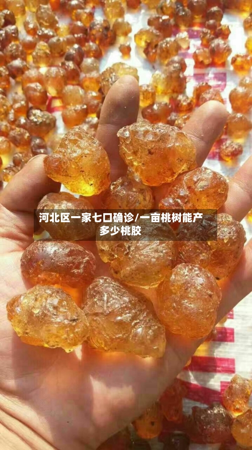 河北区一家七口确诊/一亩桃树能产多少桃胶-第2张图片