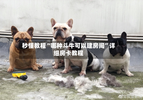 秒懂教程“哪种斗牛可以建房间”详细房卡教程-第3张图片