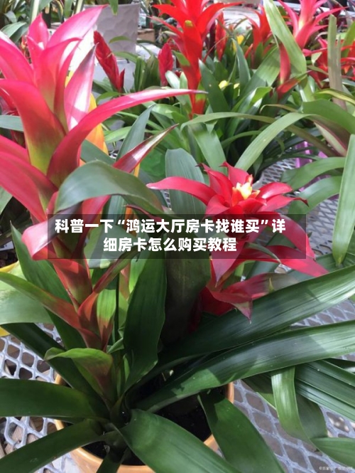 科普一下“鸿运大厅房卡找谁买”详细房卡怎么购买教程-第3张图片