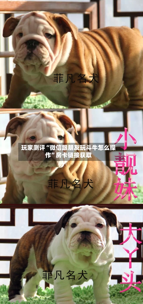 玩家测评“微信跟朋友玩斗牛怎么操作”房卡链接获取-第2张图片