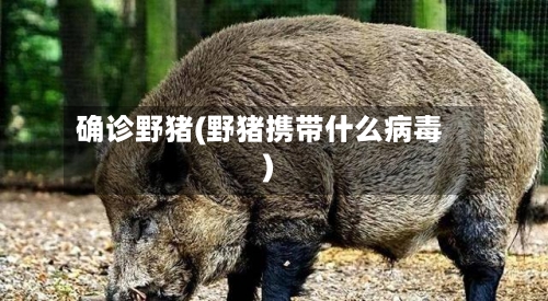 确诊野猪(野猪携带什么病毒)-第2张图片