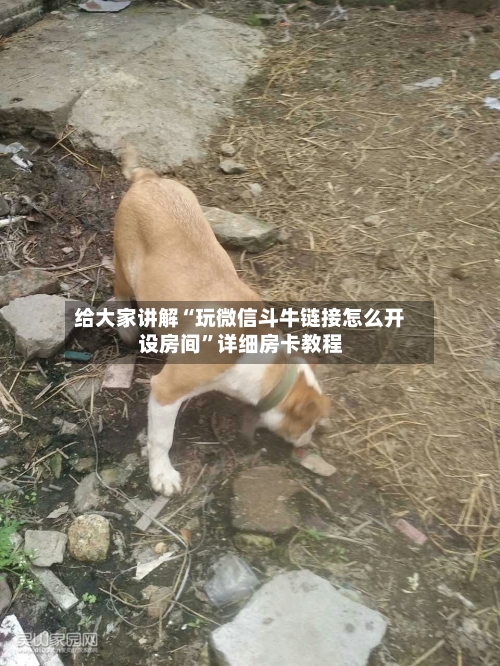 给大家讲解“玩微信斗牛链接怎么开设房间”详细房卡教程-第2张图片
