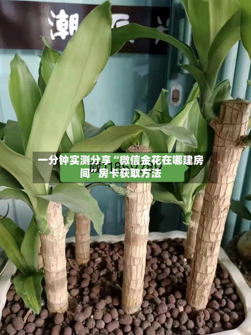 一分钟实测分享“微信金花在哪建房间”房卡获取方法-第2张图片