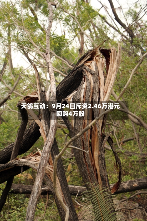 天鸽互动：9月24日斥资2.46万港元回购4万股-第2张图片