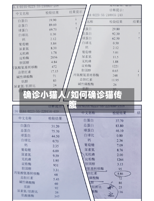 确诊小猫人/如何确诊猫传腹-第2张图片