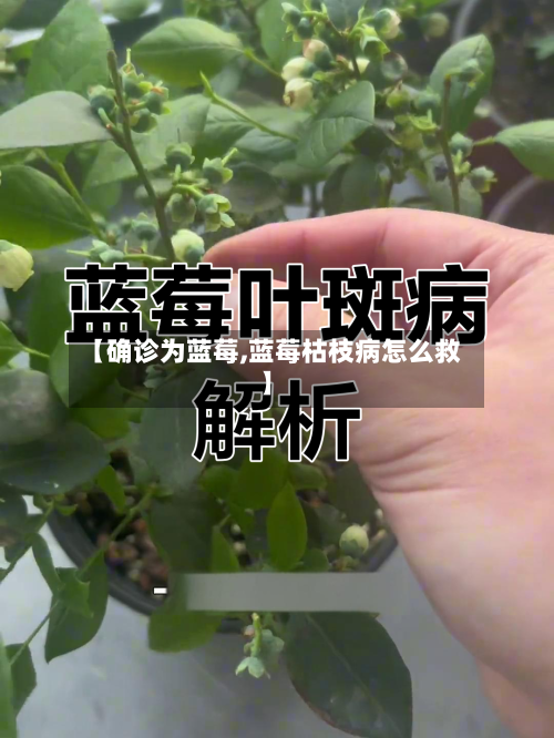 【确诊为蓝莓,蓝莓枯枝病怎么救】-第2张图片
