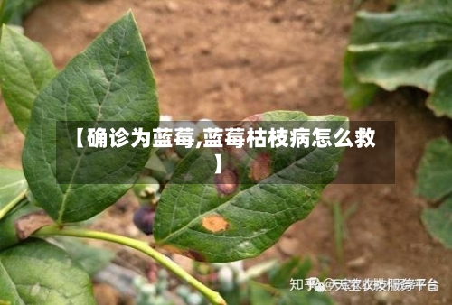 【确诊为蓝莓,蓝莓枯枝病怎么救】-第3张图片