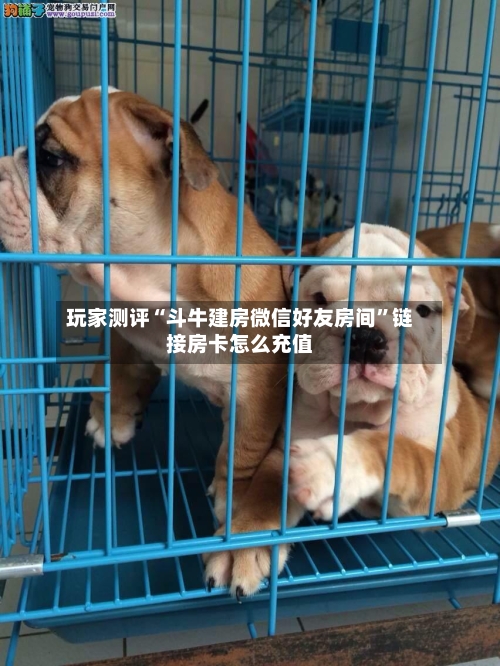 玩家测评“斗牛建房微信好友房间”链接房卡怎么充值-第2张图片
