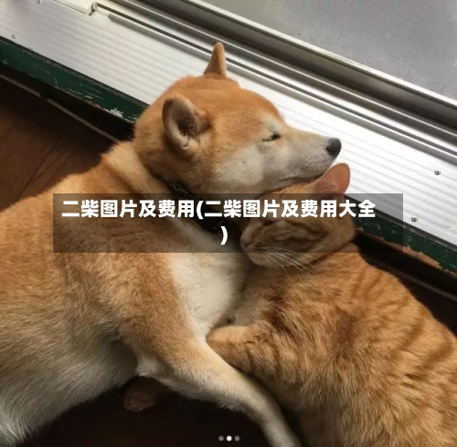 二柴图片及费用(二柴图片及费用大全)-第2张图片