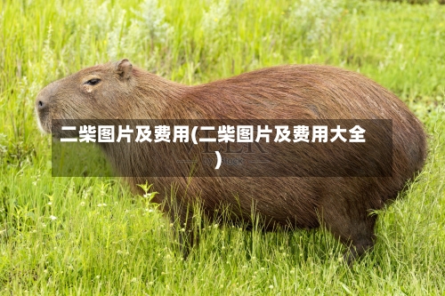 二柴图片及费用(二柴图片及费用大全)