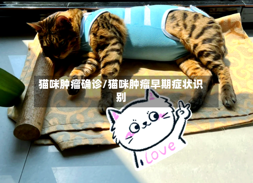 猫咪肿瘤确诊/猫咪肿瘤早期症状识别-第2张图片