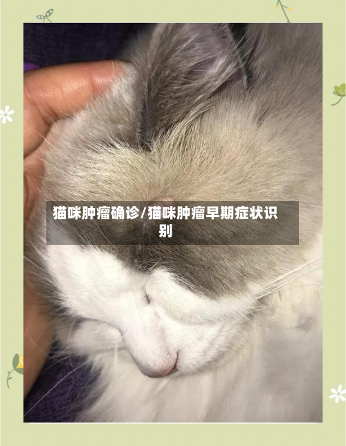 猫咪肿瘤确诊/猫咪肿瘤早期症状识别