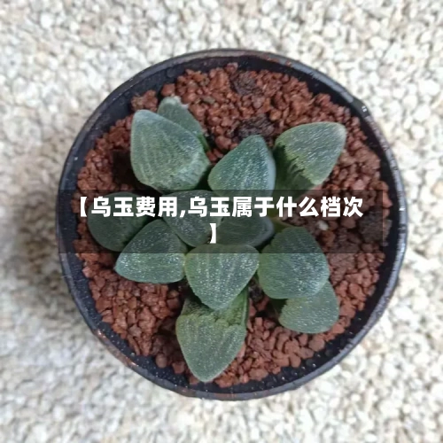 【乌玉费用,乌玉属于什么档次】