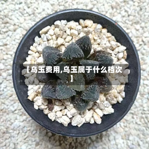 【乌玉费用,乌玉属于什么档次】-第2张图片