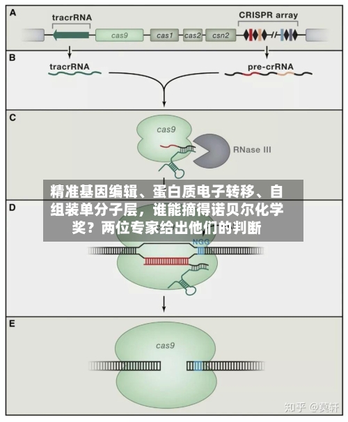 精准基因编辑	、蛋白质电子转移、自组装单分子层，谁能摘得诺贝尔化学奖？两位专家给出他们的判断-第3张图片
