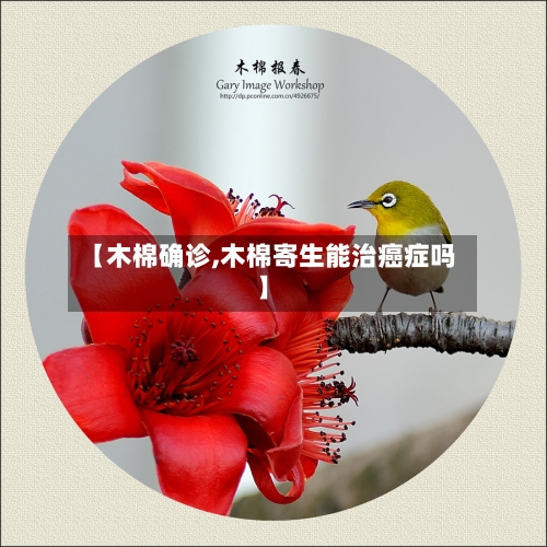 【木棉确诊,木棉寄生能治癌症吗】-第3张图片
