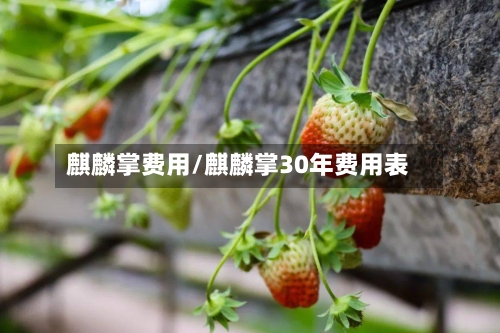 麒麟掌费用/麒麟掌30年费用表