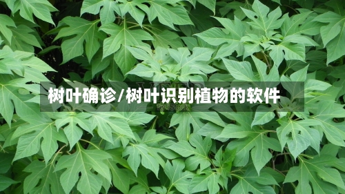 树叶确诊/树叶识别植物的软件-第2张图片