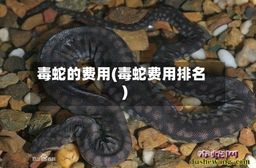 毒蛇的费用(毒蛇费用排名)